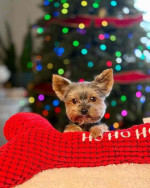 “Heaven-sent, paw-approved! 🐾 These lovely pups 🐶 are ready to bring joy 🏡 and love 💕 into your home 🏠. Don’t miss out on a perfect match! 🐾”