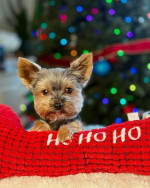 “Heaven-sent, paw-approved! 🐾 These lovely pups 🐶 are ready to bring joy 🏡 and love 💕 into your home 🏠. Don’t miss out on a perfect match! 🐾”