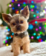 “Heaven-sent, paw-approved! 🐾 These lovely pups 🐶 are ready to bring joy 🏡 and love 💕 into your home 🏠. Don’t miss out on a perfect match! 🐾”