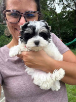 “Heaven-sent, paw-approved! 🐾 These lovely pups 🐶 are ready to bring joy 🏡 and love 💕 into your home 🏠. Don’t miss out on a perfect match! 🐾”