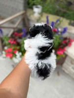 “Heaven-sent, paw-approved! 🐾 These lovely pups 🐶 are ready to bring joy 🏡 and love 💕 into your home 🏠. Don’t miss out on a perfect match! 🐾”