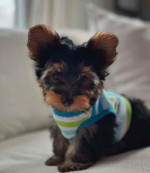 “Heaven-sent, paw-approved! 🐾 These lovely pups 🐶 are ready to bring joy 🏡 and love 💕 into your home 🏠. Don’t miss out on a perfect match! 🐾”