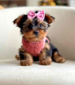 Tiny paws, big hearts! 🐾💖 These adorable Yorkie babies 🐶 are ready to fill your home 🏡 with cuddles, kisses, and endless joy. A perfect little blessing for any loving family! 🏠🐾