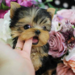 Tiny paws, big hearts! 🐾💖 These adorable Yorkie babies 🐶 are ready to fill your home 🏡 with cuddles, kisses, and endless joy. A perfect little blessing for any loving family! 🏠🐾”