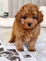 3 beautiful Maltipoo puppies.