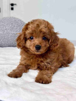 3 beautiful Maltipoo puppies.