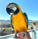 Hand Reared and Well Tamed Macaw Parrots Available.