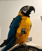 Hand Reared and Well Tamed Macaw Parrots Available.