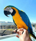 Hand Reared and Well Tamed Macaw Parrots Available.