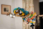 Hand Reared and Well Tamed Macaw Parrots Available
