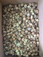 Buy dried poppy pods