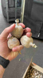 Buy dried poppy pods