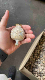 Buy dried poppy pods