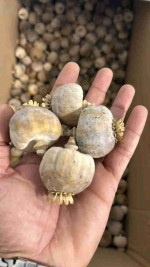 Buy dried poppy pods