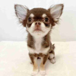 Chihuahua puppy!