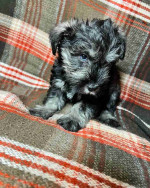 Schnauzer puppy!