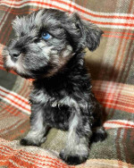 Schnauzer puppy!