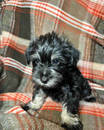 Schnauzer puppy!
