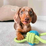 Dachshund puppy