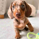Dachshund puppy