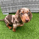 Dachshund puppy