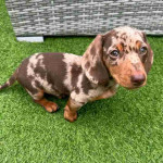 Dachshund puppy
