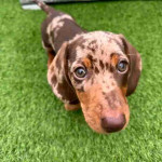 Dachshund puppy