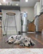 Long hair dachshund puppy.