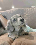 Long hair dachshund puppy.