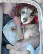Long hair dachshund puppy.