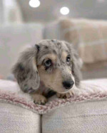 Long hair dachshund puppy.