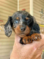 Dachshund puppies for Adoption!