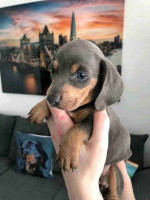 Dachshund puppies for Adoption!
