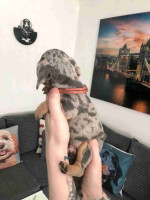 Dachshund puppies for Adoption!