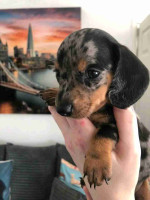 Dachshund puppies for Adoption!