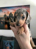 Dachshund puppies for Adoption!