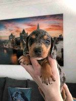 Dachshund puppies for Adoption!