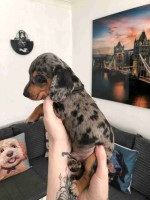 Dachshund puppies for Adoption!
