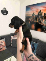 Dachshund puppies for Adoption!