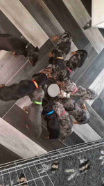 Dachshund puppies for Adoption!