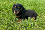 Dachshund puppy for Adoption!