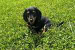 Dachshund puppy for Adoption!