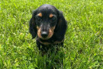 Dachshund puppy for Adoption!