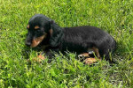 Dachshund puppy for Adoption!