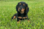 Dachshund puppy for Adoption!
