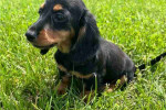 Dachshund puppy for Adoption!