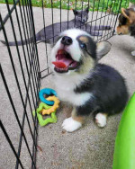 Pembroke Welsh Corgi Puppies Ready For New Homes.