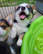Pembroke Welsh Corgi Puppies Ready For New Homes.