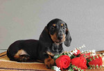 Dachshund puppy