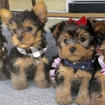 FREE PUPPIES@ they are yorkies mixed with love!! We can't keep 5 puppies sadly.. so they are in need of good homes!!. Only rehoming fee please dm me